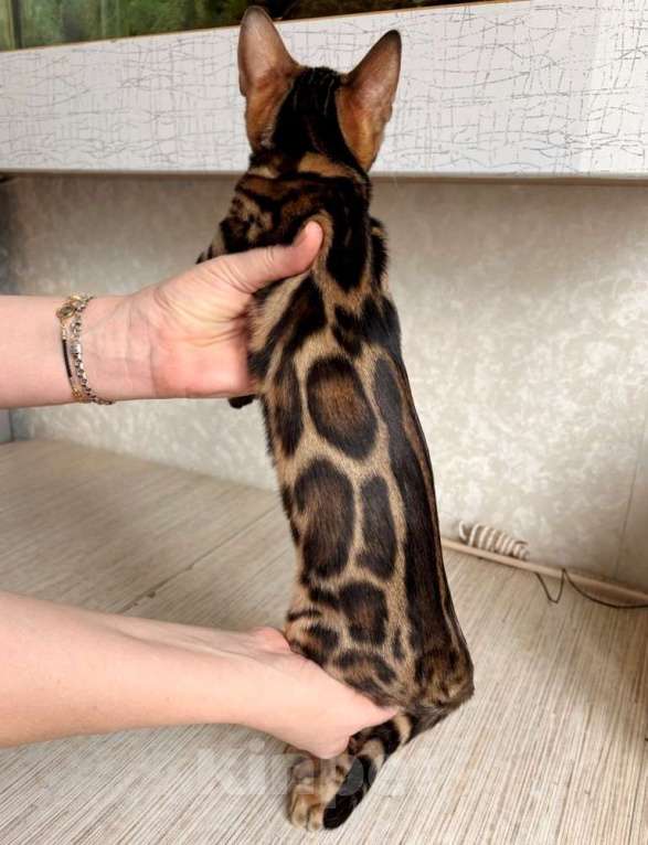 Кошки в Москве: Клубные бенгальские котята - девочка Девочка, 60 000 руб. - фото 1