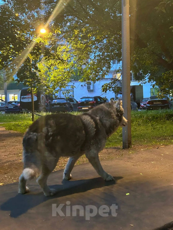 Собаки в Москве: Отдам в добрые рцки Мальчик, Бесплатно - фото 2