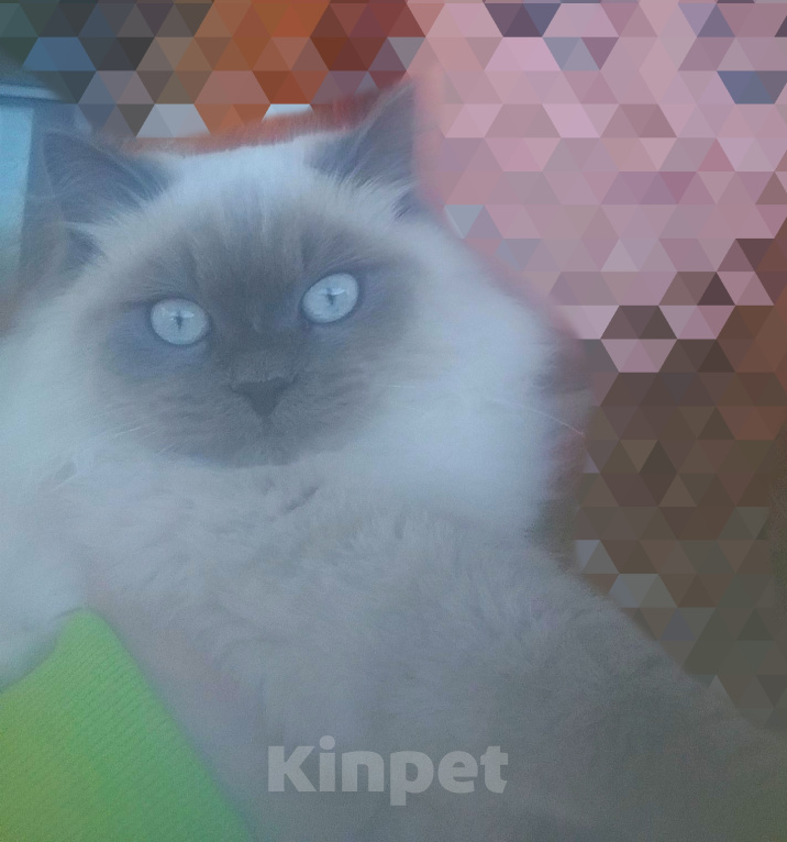 Кошки в Краснодаре: Котята Невская маскарадная кошечка котик пушистые блю поинт окрас Мальчик, 17 000 руб. - фото 6