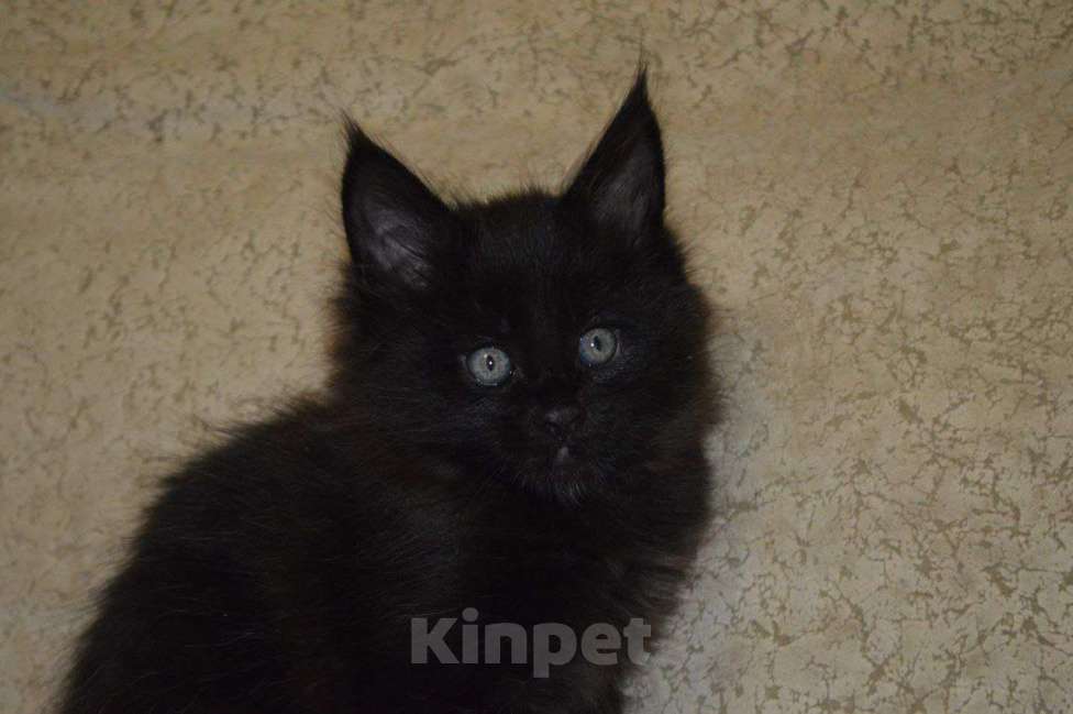 Кошки в Смоленске: котята мейн кун Мальчик, 10 000 руб. - фото 1