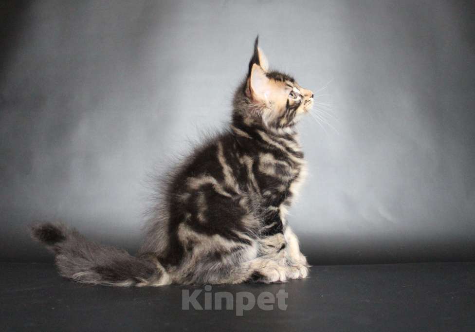 Кошки в Екатеринбурге: Котёнок мейн-кун Цефей Мальчик, 50 000 руб. - фото 2