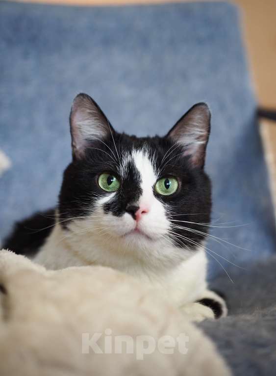 Кошки в Москве: Кот Вася в добрые руки  Мальчик, Бесплатно - фото 4