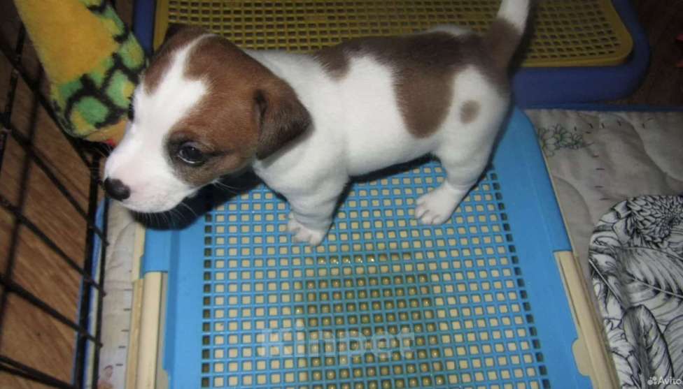 Собаки в Севастополе: Девочки и мальчики Девочка, 30 000 руб. - фото 4