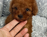 Собаки в Москве: Мальчик той пудель micro Мальчик, 90 000 руб. - фото 2