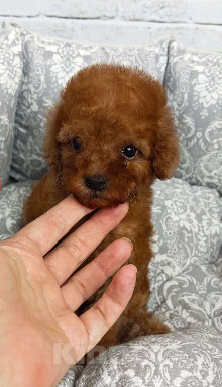 Собаки в Москве: Мальчик той пудель micro Мальчик, 90 000 руб. - фото 2