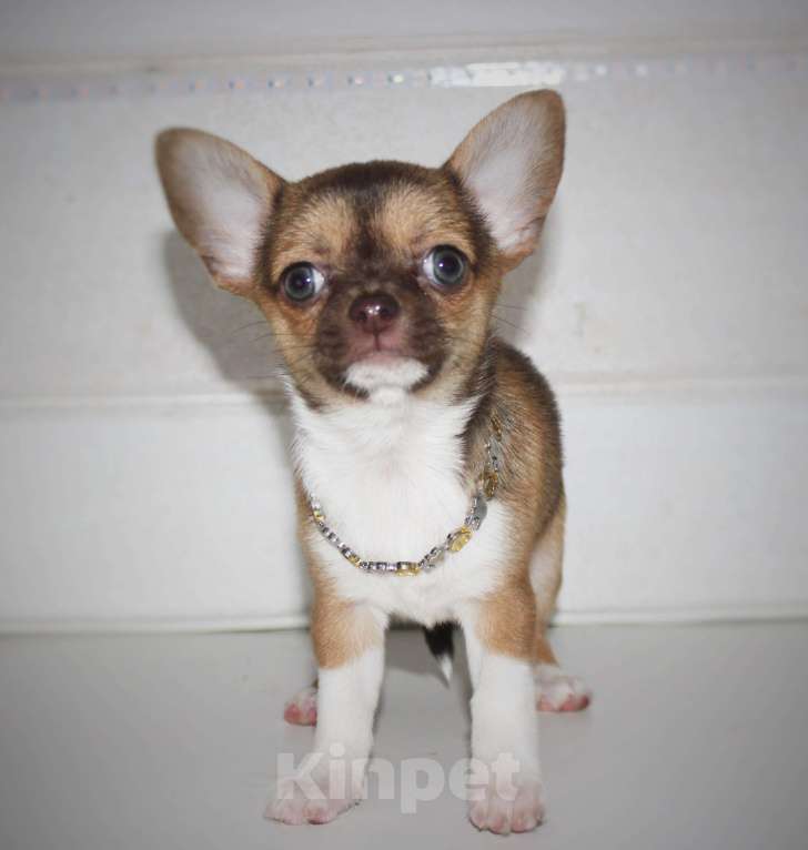 Собаки в других городах Ленинградской области: Продается щенок чихуахуа Девочка, 40 000 руб. - фото 1