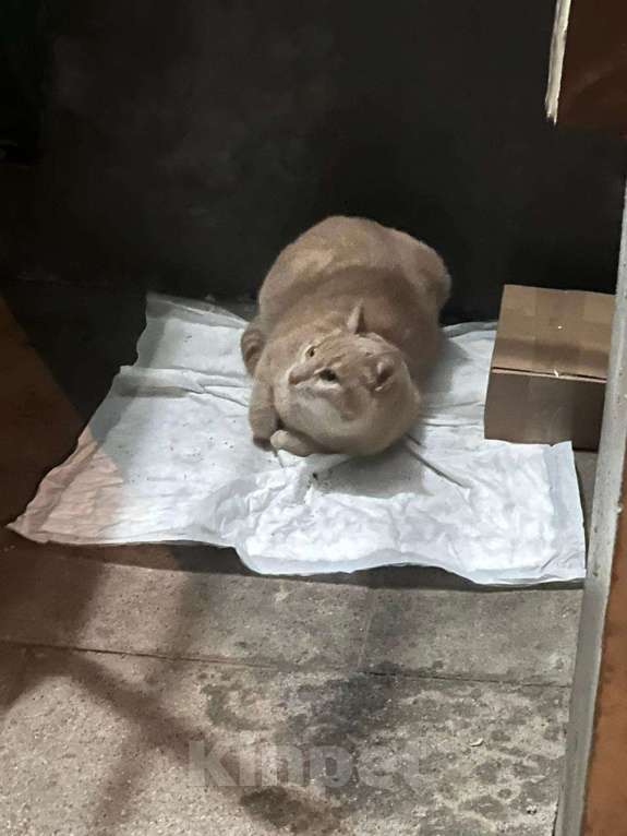 Кошки в Москве: Рыжик ищет своих хозяев Мальчик, Бесплатно - фото 2