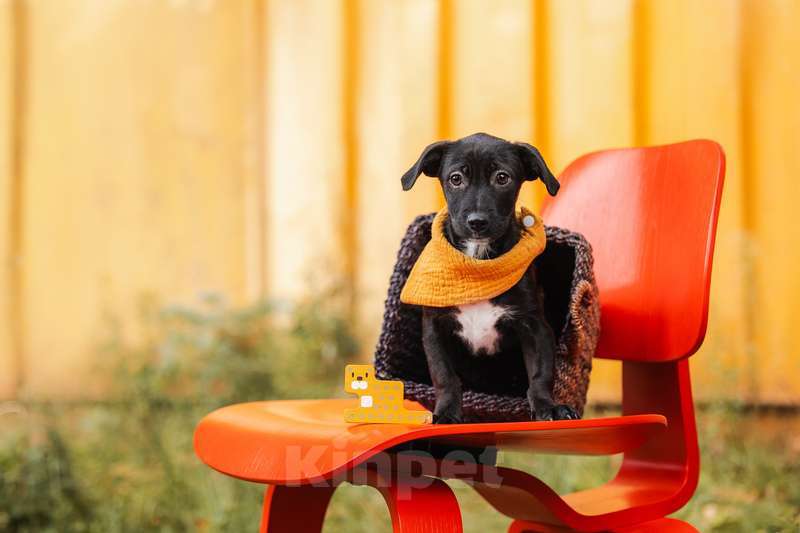 Собаки в Москве: Щенки от маленькой собаки в добрые руки Мальчик, Бесплатно - фото 4