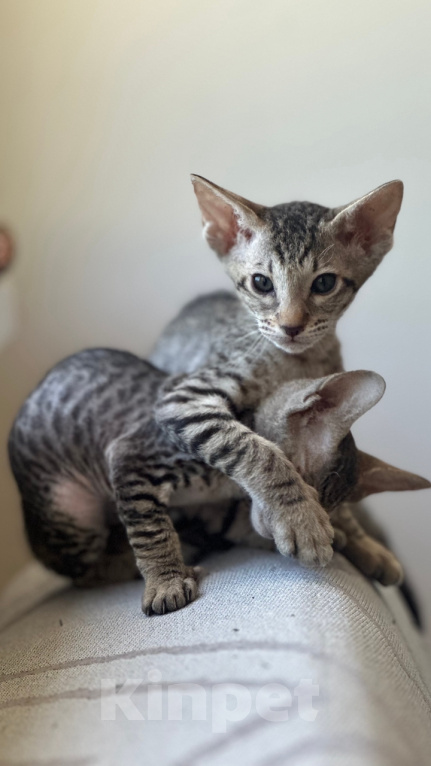 Кошки в других городах Краснодарского края: Ориентальные котята Девочка, 19 990 руб. - фото 3