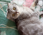 Кошки в Саратове: Ищу кошку Пусю Девочка, Бесплатно - фото 3
