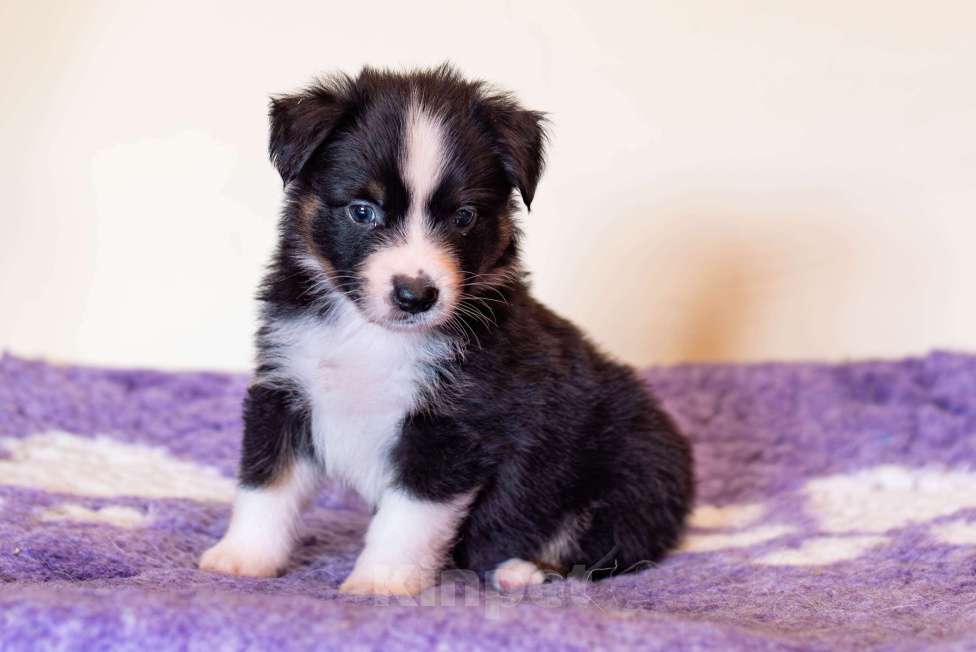 Собаки в Красноярске: Щенки миниаусси Разнополые, 100 руб. - фото 4