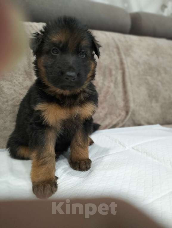 Собаки в других городах Красноярского края: Харви Мальчик, 35 000 руб. - фото 2