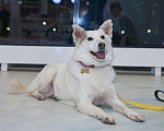 Собаки в Москве: Белая жемчужина Шарлотта в добрые руки Девочка, 1 руб. - фото 3