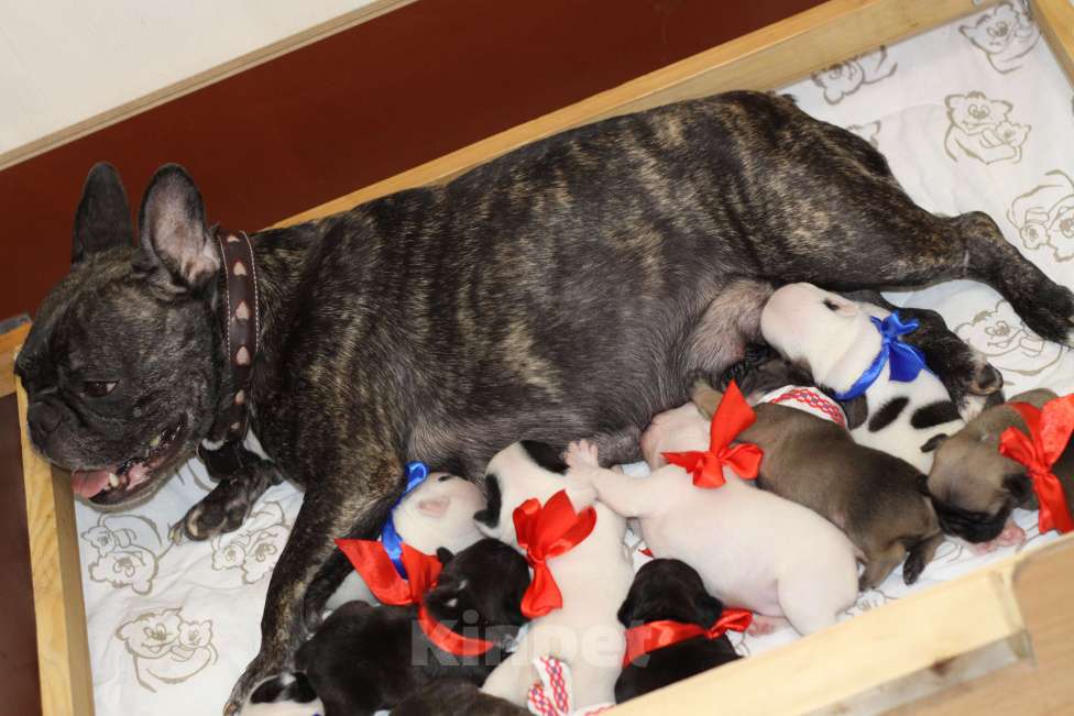 Собаки в Санкт-Петербурге: Белая девочка французский бульдог в палевой шапочке Девочка, 74 000 руб. - фото 4