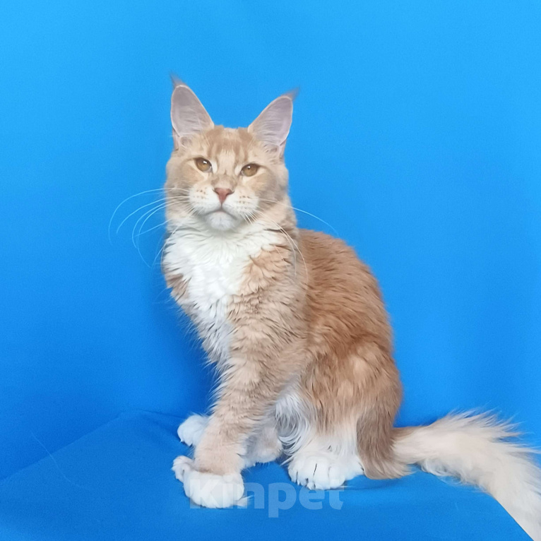 Кошки в Москве: Мейн-Кун полидакт Девочка из питомника Девочка, 40 000 руб. - фото 4