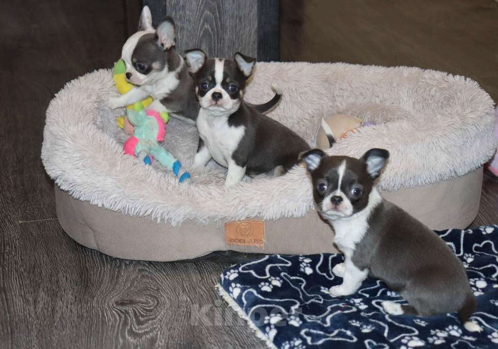 Собаки в Москве: Голубая чихуахуа Девочка, 100 000 руб. - фото 3