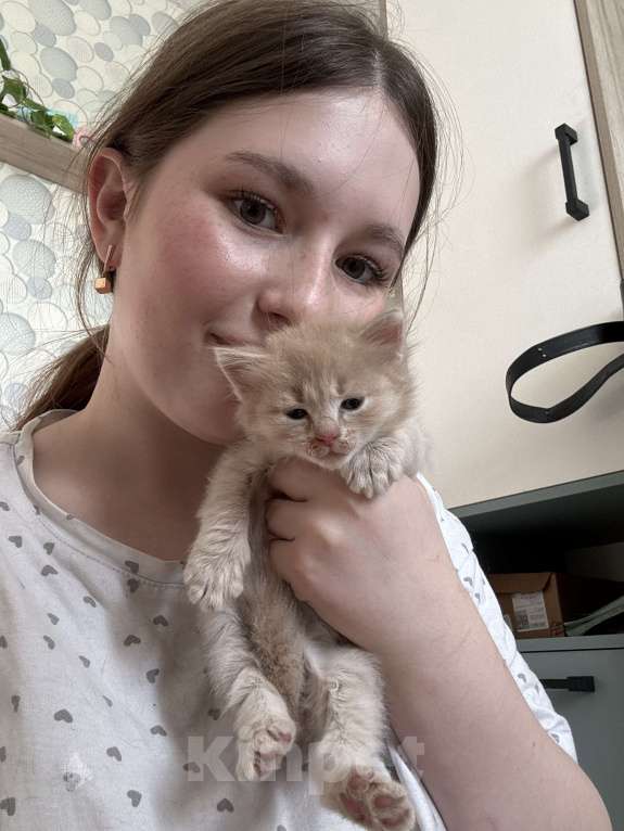 Кошки в Омске: Продам котенка мальчика Мальчик, 1 000 руб. - фото 1