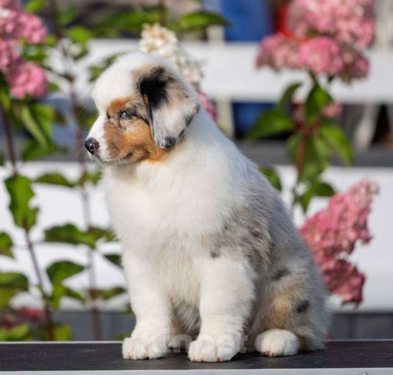 Собаки в Санкт-Петербурге: Австралийская овчарка  Девочка, 80 000 руб. - фото 6