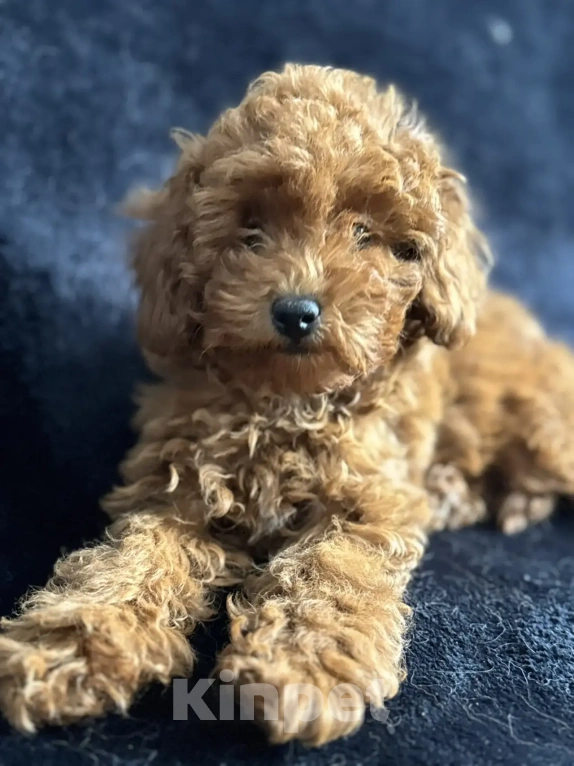 Собаки в Москве: Пудель той и карликовый мальчики и девочка Девочка, 70 000 руб. - фото 5