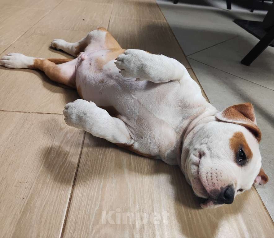 Собаки в Волхове: Щенок амстафф Мальчик, 95 000 руб. - фото 2