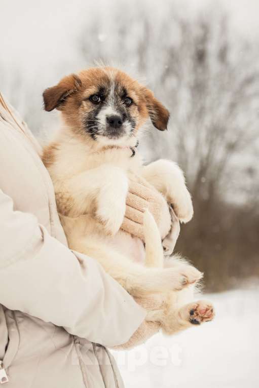Собаки в других городах Московской области: Щенок в добрые руки Девочка, Бесплатно - фото 7