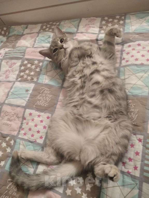 Кошки в Сочи: Красивые кошечки  Девочка, Бесплатно - фото 2