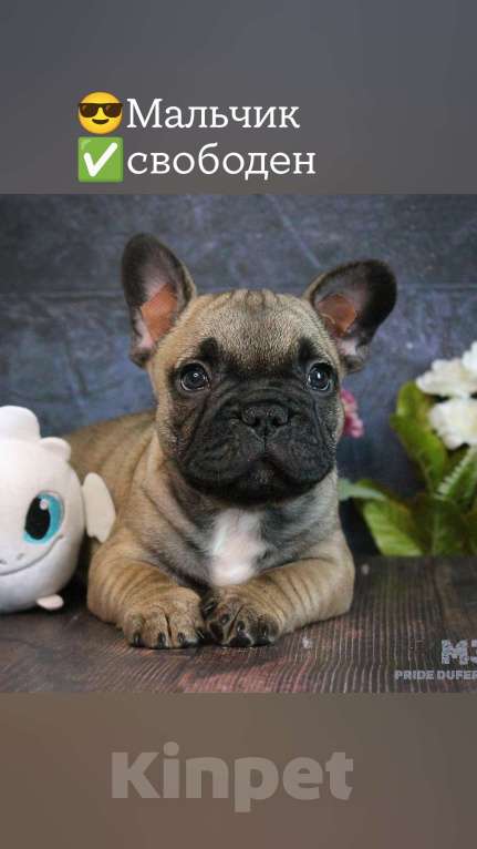 Собаки в других городах Воронежской области: Щенок французского бульдога Мальчик, 60 000 руб. - фото 2