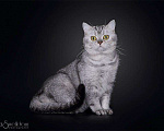 Кошки в Уфе: Клубный кот на вязку, 1 руб. - фото 2