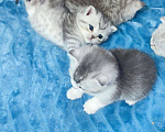 Кошки в Лянторе: Шотландские котята Scottish-fold, strait, 12 000 руб. - фото 3