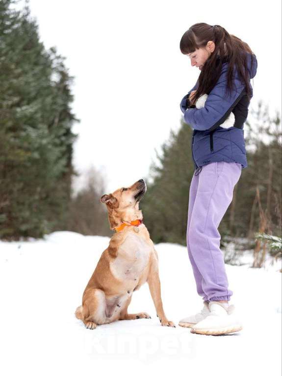 Собаки в Москве: Тома. Сильная девочка палевого окраса Девочка, Бесплатно - фото 4