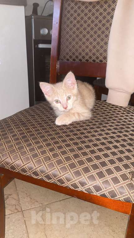 Кошки в Самаре: Котёнок пудра Мальчик, Бесплатно - фото 2