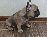 Собаки в Белореченске: Французский бульдог Мальчик, Бесплатно - фото 5