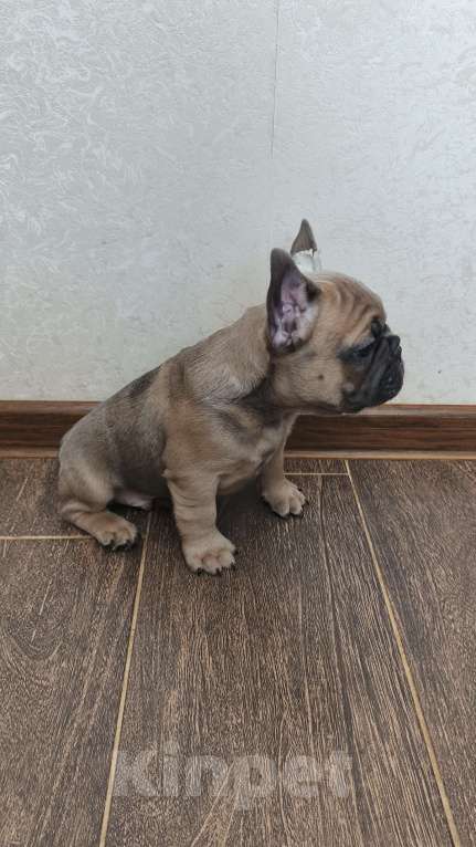 Собаки в Белореченске: Французский бульдог Мальчик, Бесплатно - фото 5