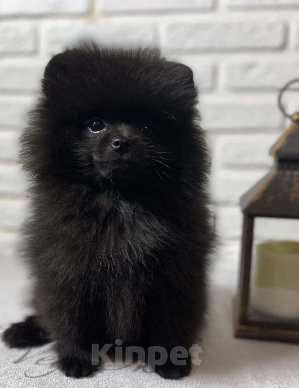 Собаки в Москве: Померанский шпиц  Девочка, 40 000 руб. - фото 6