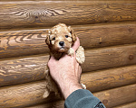 Собаки в Краснодаре: Той пудель  Мальчик, 50 000 руб. - фото 1