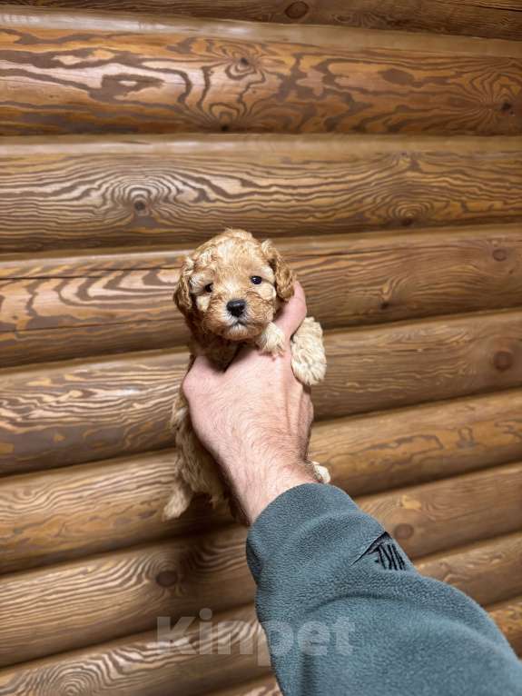 Собаки в Краснодаре: Той пудель  Мальчик, 50 000 руб. - фото 1