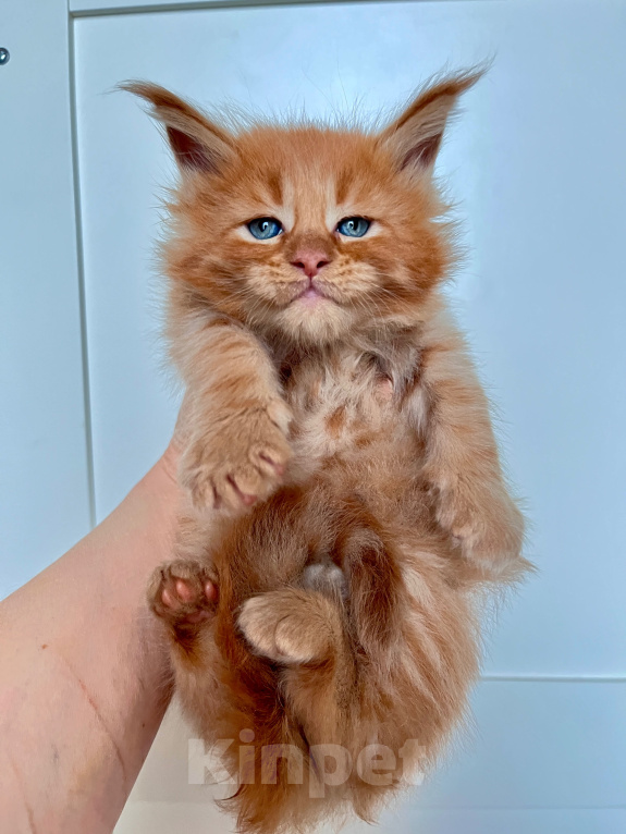 Кошки в Ярославле: Котенок породы Мейн Кун Девочка, Бесплатно - фото 5
