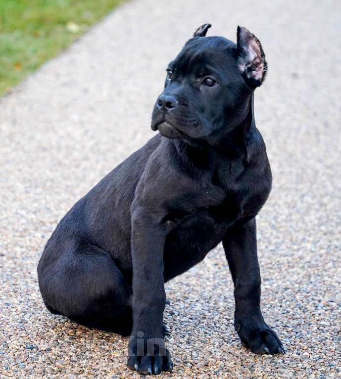 Собаки в Москве: Великолепный мальчик Кане Корсо Мальчик, 80 000 руб. - фото 2