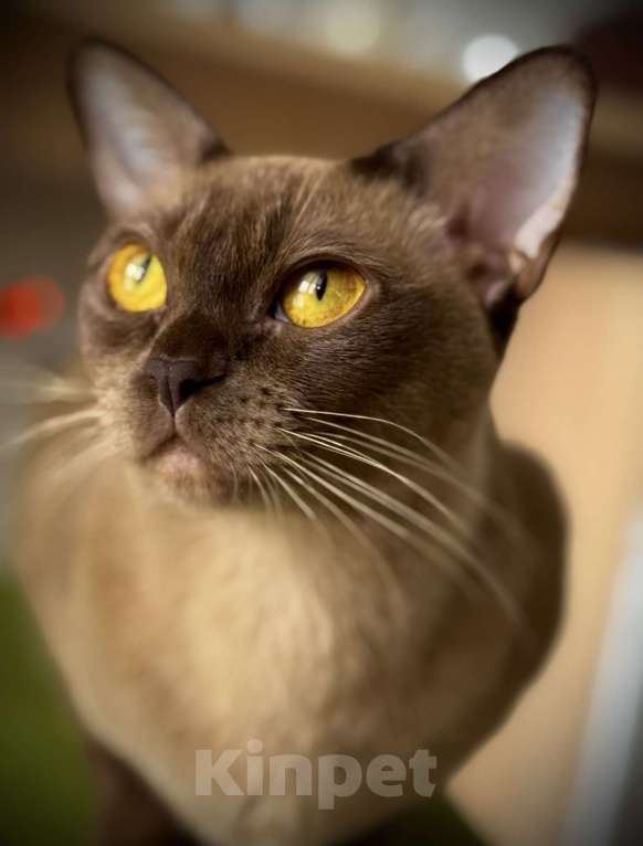 Кошки в Екатеринбурге: Европейские бурманские котята  Мальчик, Бесплатно - фото 4