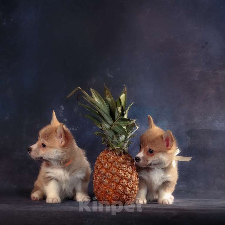 Собаки в других городах Московской области: Щенки Вельн корги пемброк Разнополые, 70 000 руб. - фото 2