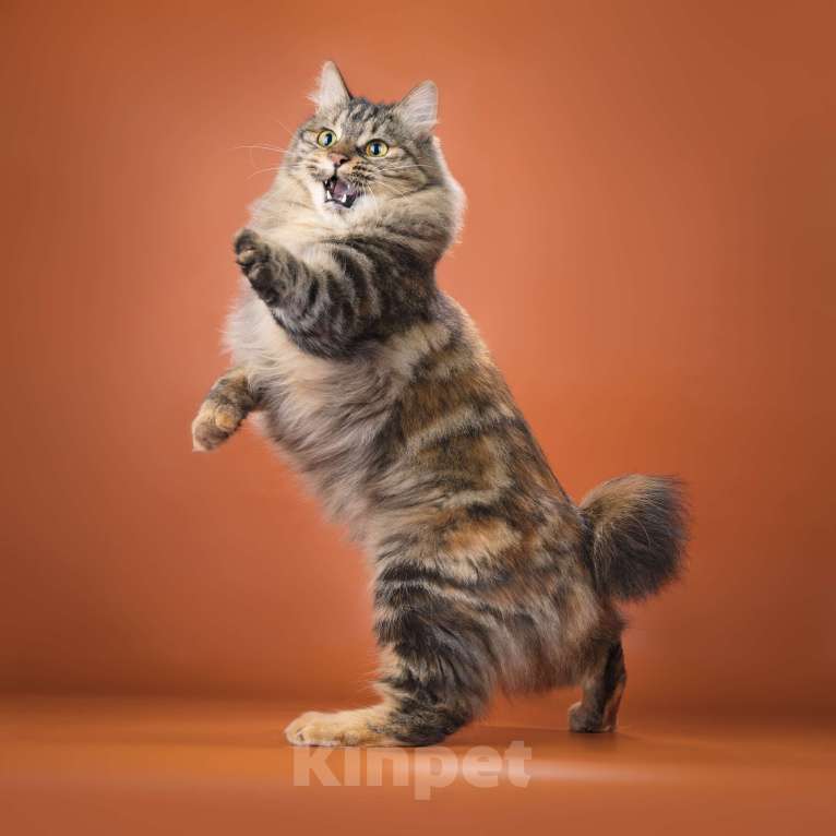 Кошки в Вологде: Курильский бобтейл котята в разведение Мальчик, 60 000 руб. - фото 5