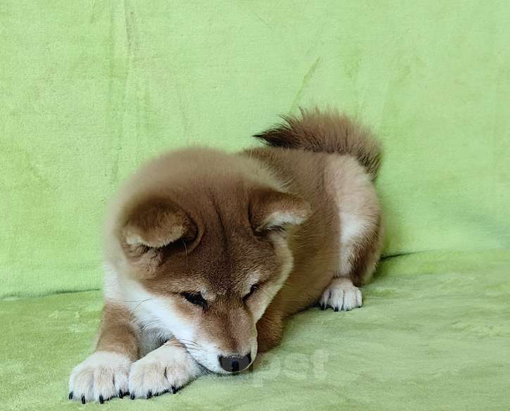 Собаки в Москве: Сиба ину. Мальчик -  3 мес. Мальчик, 50 000 руб. - фото 4