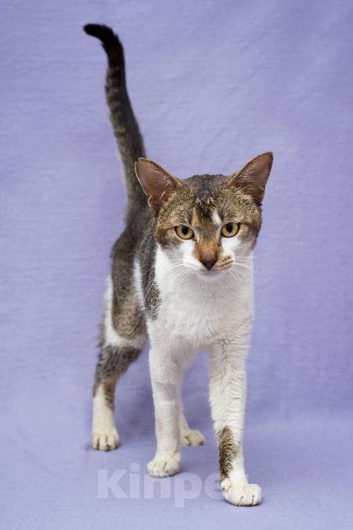 Кошки в Москве: Когда порода рушит жизни  Мальчик, Бесплатно - фото 3