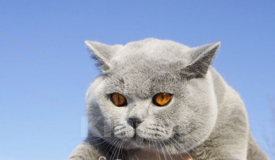 Кошки в Вологде: Британский голубой котенок Мальчик, 35 000 руб. - фото 6