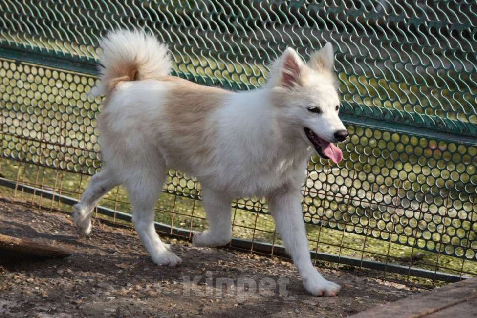 Собаки в Москве: Ненецкая оленегонная лайка, кобель Амур. Мальчик, 60 000 руб. - фото 2