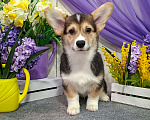 Собаки в Новосибирске: Вельш Корги Пемброк Девочка, 60 000 руб. - фото 6