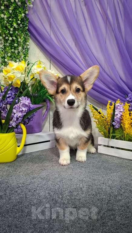 Собаки в Новосибирске: Вельш Корги Пемброк Девочка, 60 000 руб. - фото 6