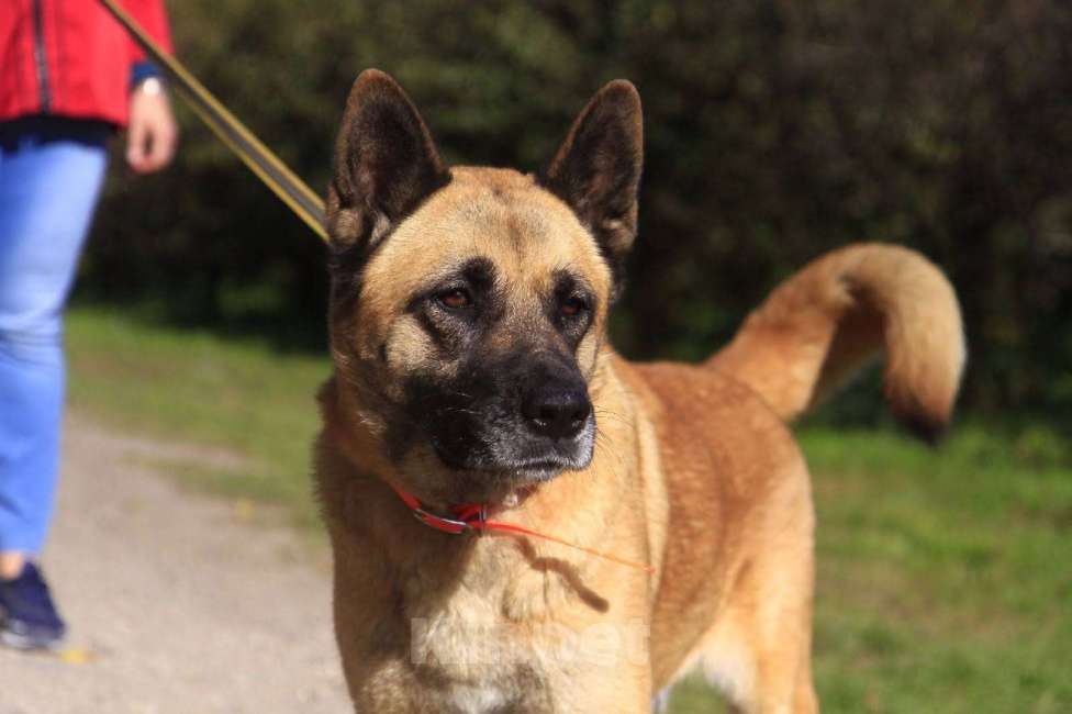 Собаки в Москве: Айта Девочка, Бесплатно - фото 3