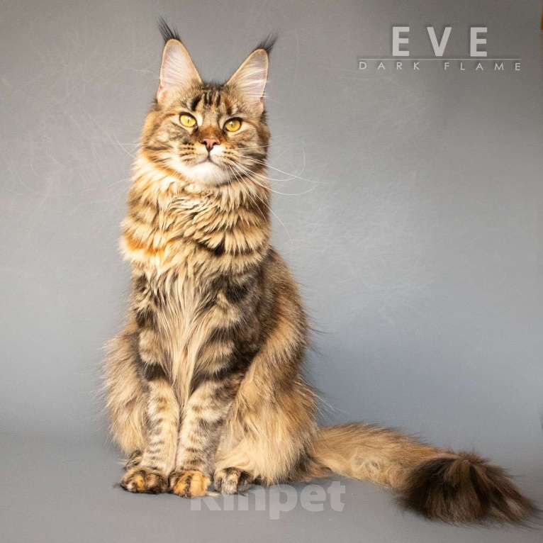 Кошки в других городах Воронежской области: Ева — мраморное чудо с шелковым характером Девочка, 50 000 руб. - фото 5