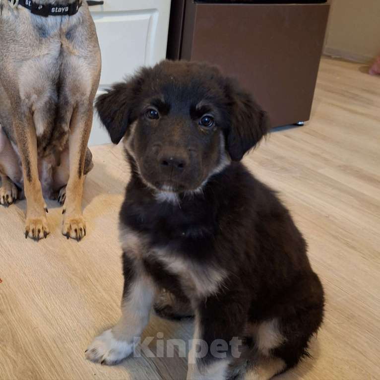 Собаки в других городах Московской области: Очаровательный щенок в добрые руки Мальчик, Бесплатно - фото 3
